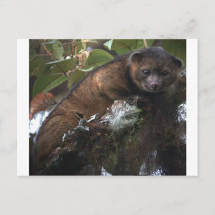 Cartão Postal Olinguito (Bassaricyon neblina) novo mamífero