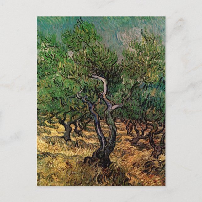 Cartão Postal Olive Grove de Vincent van Gogh (Frente)