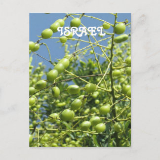 Cartão Postal Oliveira em Israel