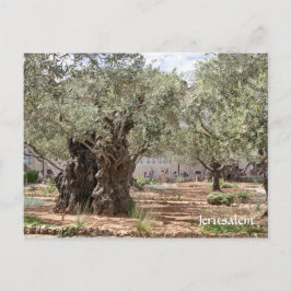 Cartão Postal Oliveiras em Gethsemane, Jerusalém, Israel