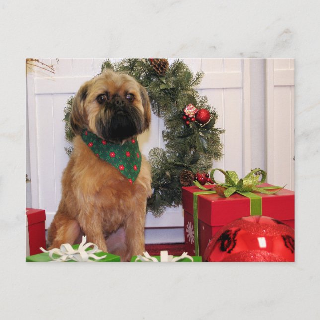 Cartão Postal Oliver - Brussels Griffon - Andrews (Frente)