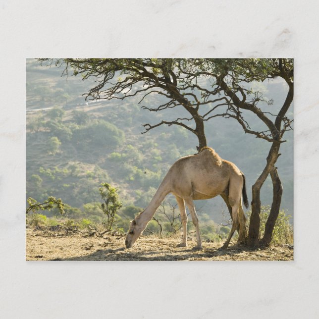 Cartão Postal Oman, Região Dhfar, Salalah. Camel (Frente)