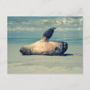 Cartão Postal Onda de Foca