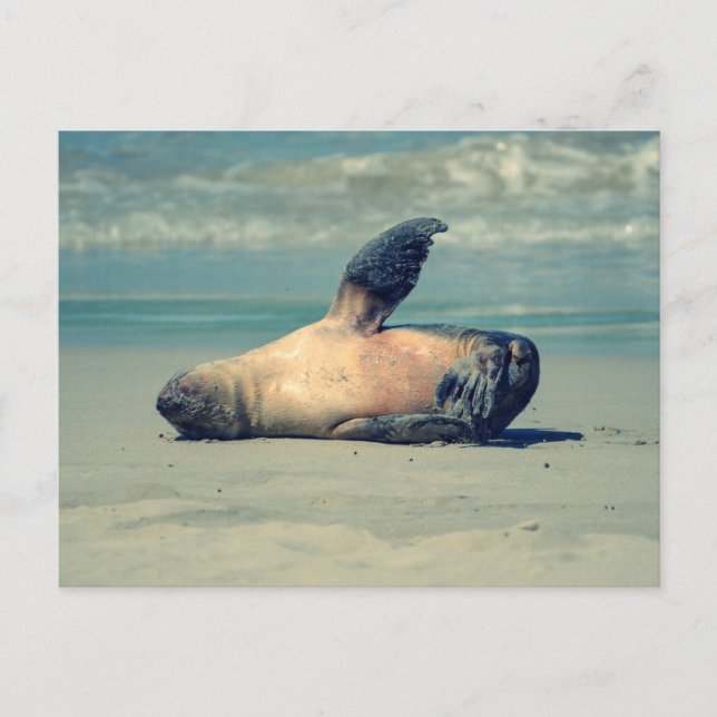 Cartão Postal Onda de Foca (Frente)