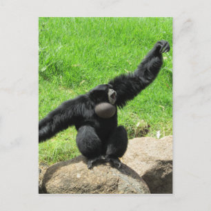 Cartão Postal onda siamang