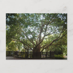 Cartão Postal Onde a vida começa