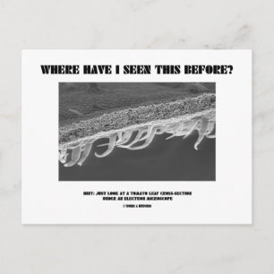 Cartão Postal Onde Já Vi Isso Antes? Tomato Leaf