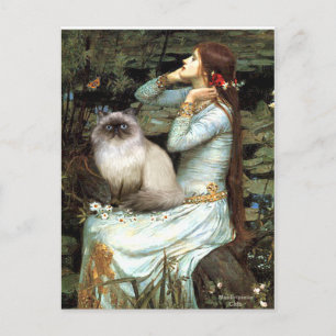 Cartão Postal Ophelia - Gato de Himalaia 7