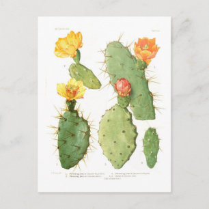 Cartão Postal Opuntias