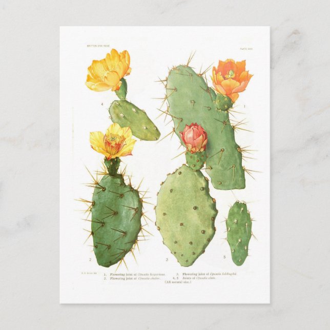 Cartão Postal Opuntias (Frente)
