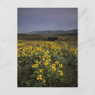 Cartão Postal OR, Garganta do Rio Columbia, Planalto de Rowena,