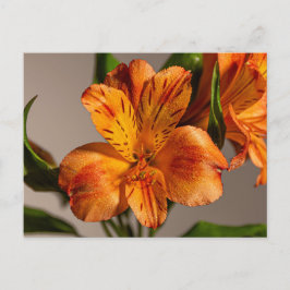 Cartão Postal Orange Alstroemeria Lily
