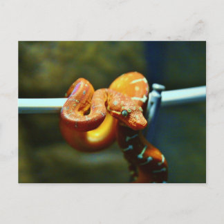 Cartão Postal Orange Ball Python