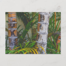 Cartão Postal Orange Bamboo