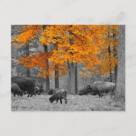 Cartão Postal Orange Bison