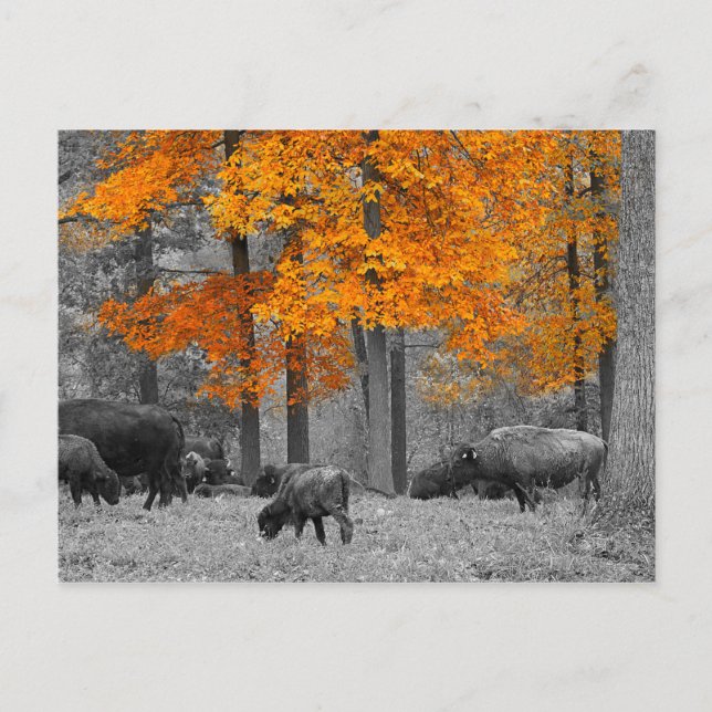 Cartão Postal Orange Bison (Frente)