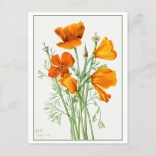 Cartão Postal Orange California Poppy/Poppies Vintage