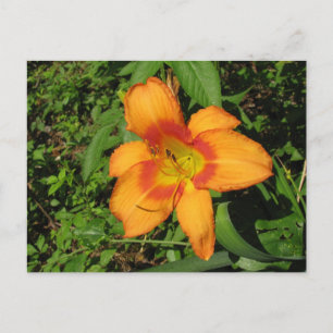 Cartão Postal Orange Crush Daylily