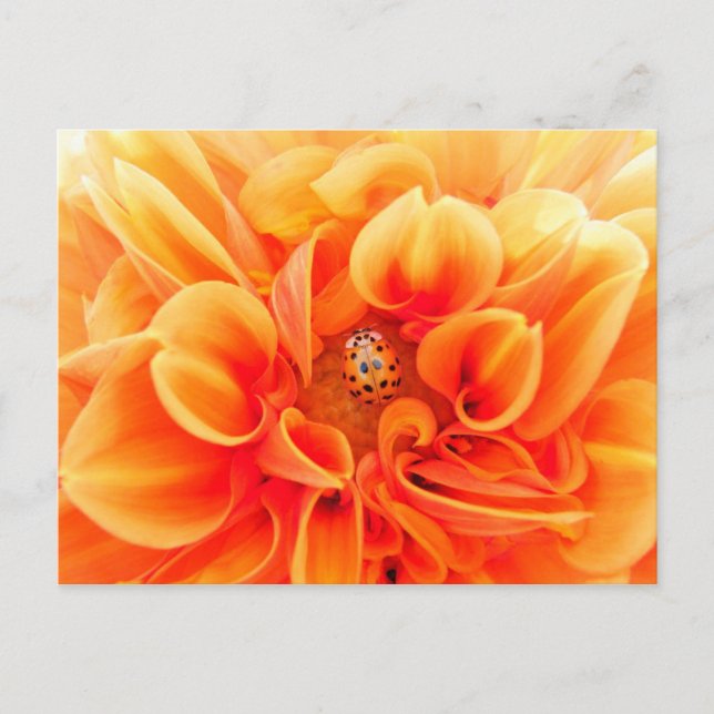 Cartão Postal Orange Dahlia e Ladybug (Frente)