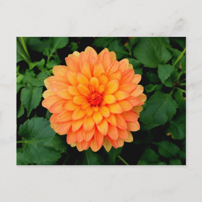 Cartão Postal Orange Dahlia - Flor e Jardim (Frente)