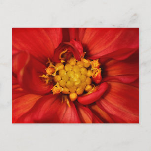 Cartão Postal Orange Dahlia Flower