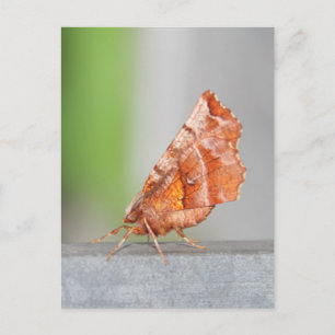 Cartão Postal Orange e Brown Moth.