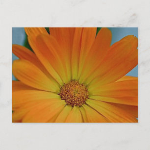 Cartão Postal Orange Gerber Daisy