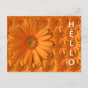 Cartão Postal Orange Gerber Daisy
