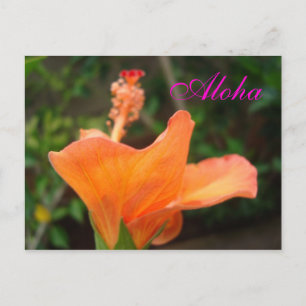 Cartão postal Orange Hibiscus