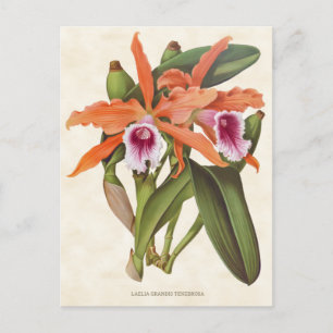Cartão Postal Orange Laelia Orchid Vintage Botanical