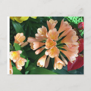 Cartão Postal Orange Lilly