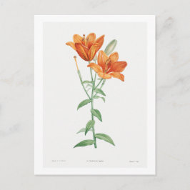 CARTÃO POSTAL "ORANGE LILY" BOTÂNICO REDOUTÉ