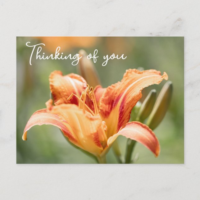 Cartão Postal Orange Lily Pensando Em Você (Frente)