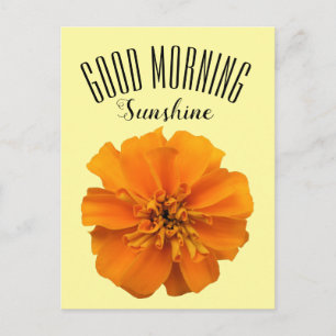 Cartão Postal Orange Marigold Good Morning Sunshine