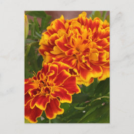 Cartão Postal Orange Marigolds Garden Foto