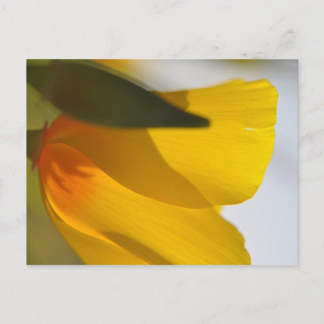 Cartão Postal Orange Poppy (Frente)