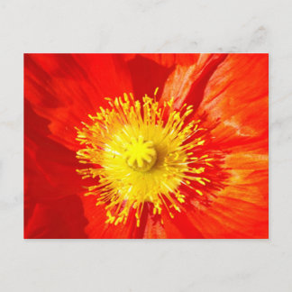 Cartão Postal Orange Poppy Postcard