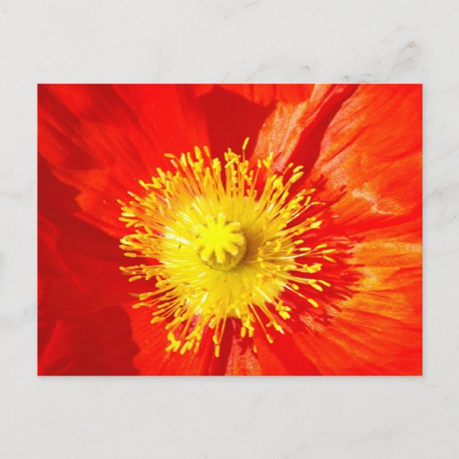 Cartão Postal Orange Poppy Postcard (Frente)