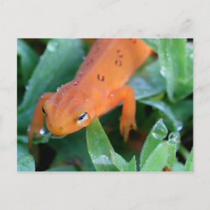 Cartão Postal Orange Red Eft Salamanhos Nature