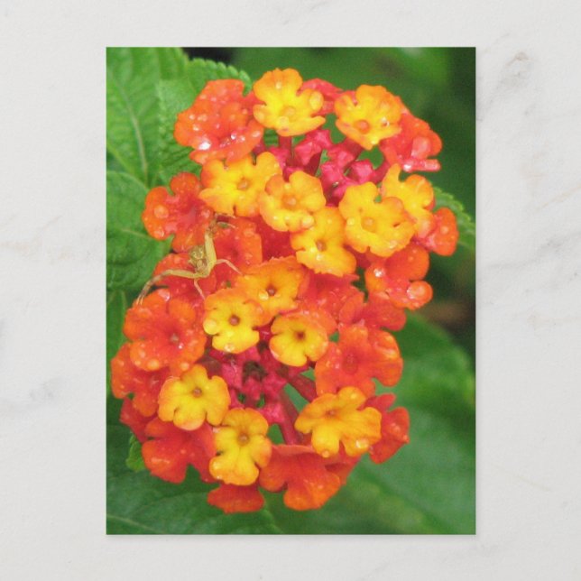 Cartão Postal Orange-Red Lantana (Frente)