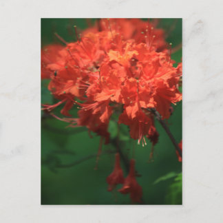 Cartão postal Orange Rhododendron