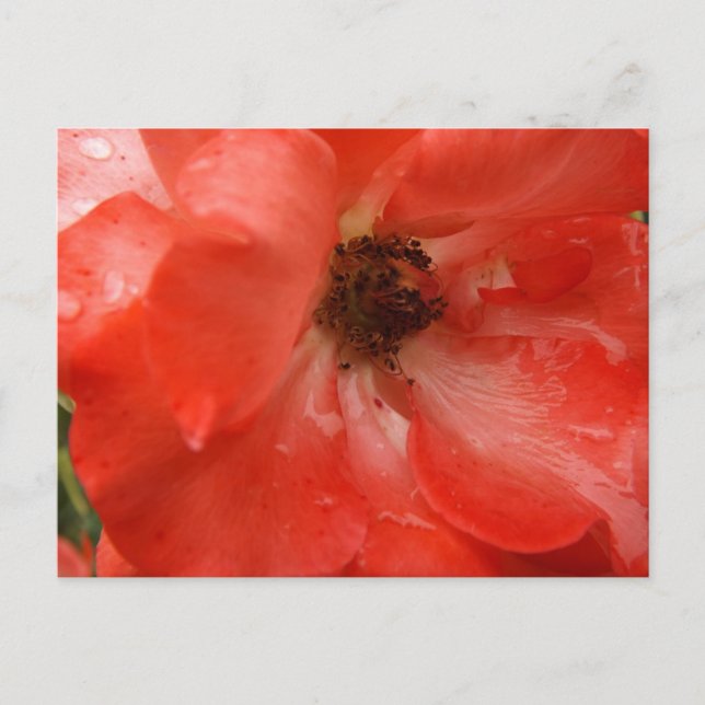 Cartão Postal Orange Rose Postcard (Frente)