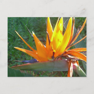 Cartão postal Orange Strelitzia Flower DIY