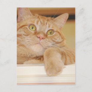 Cartão Postal Orange Tabby Cat