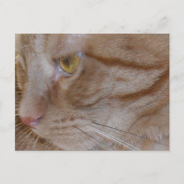 Cartão Postal Orange Tabby Cat (Frente)