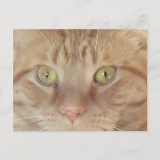 Cartão Postal Orange Tabby Cat