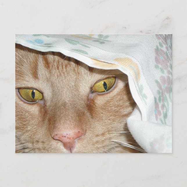 Cartão Postal Orange Tabby Cat Humor (Frente)