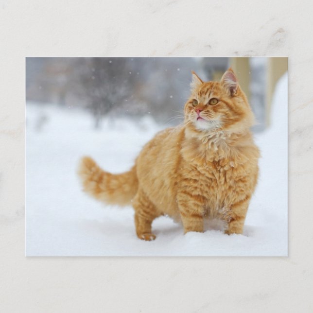 Cartão Postal Orange Tabby na neve (Frente)