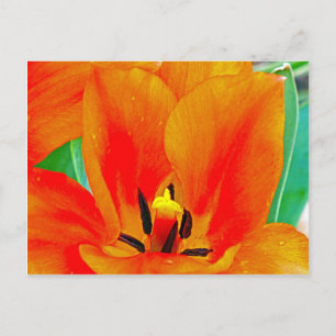 Cartão Postal Orange Tulip