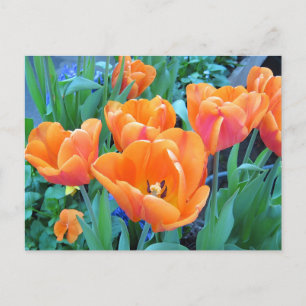 Cartão Postal Orange Tulips Photo Art